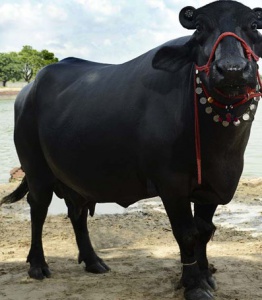 Murrah-Buffalo-Female.