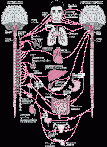 NEU_autonomic_nervous_system-labels