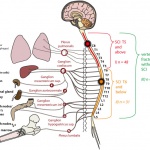 innervation immune organs