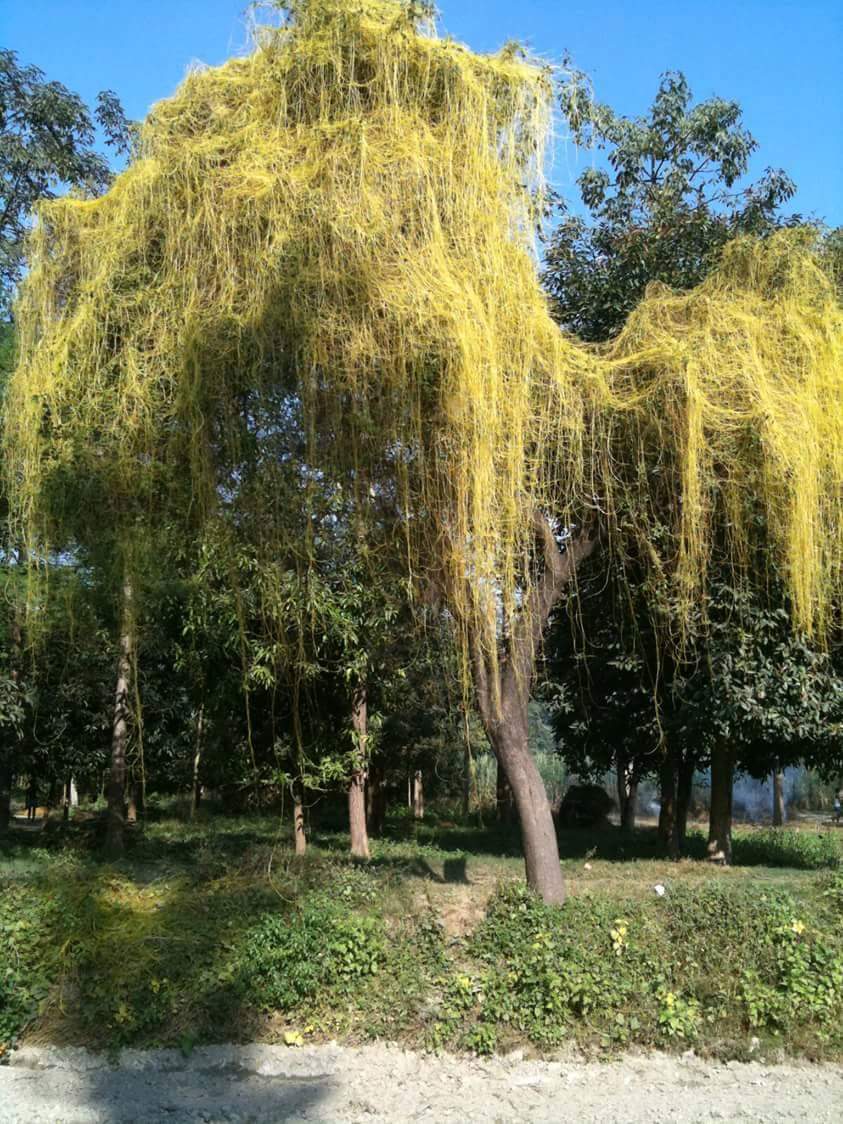 ਅਮਰਵੇਲ ਦਾ ਰੰਗ ਪੀਲਾ ਕਿਉਂ ਹੁੰਦਾ ਹੈ?